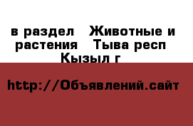  в раздел : Животные и растения . Тыва респ.,Кызыл г.